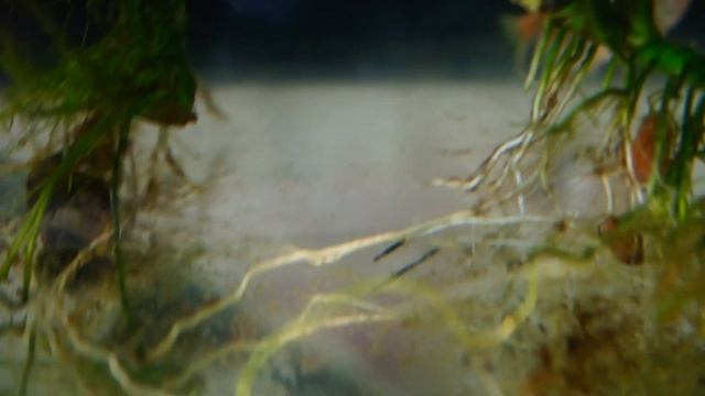 Тернеции Glofish отнерестились под корень анубиаса