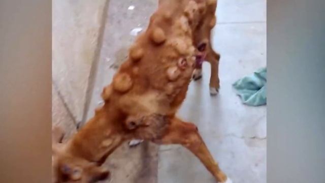 Соседи видели, как эта женщина принесла его домой. Через 2 месяца они все столпились у ее двери. смотреть онлайн