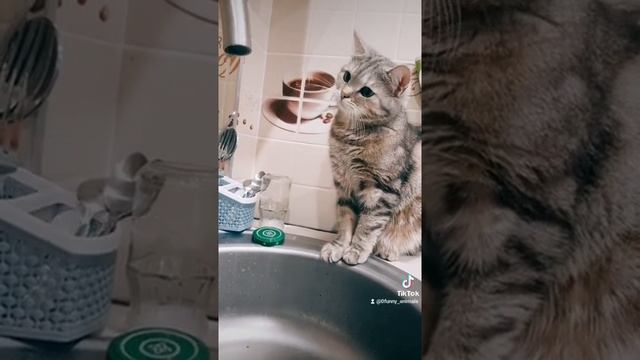 Кошка и вода / кошечка / домашние животные смотреть онлайн