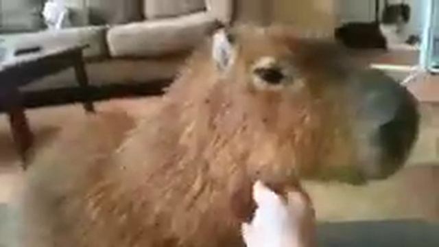 Ok I Pull Up Capybara Low Quality