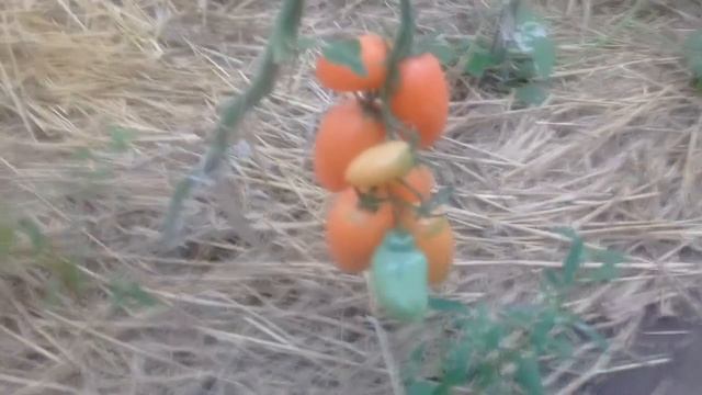 Обзор томатов Пузата Хата и Чухлома смотреть онлайн