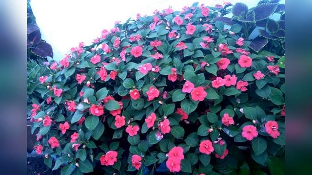 Бальзамин Уоллера смотреть онлайн