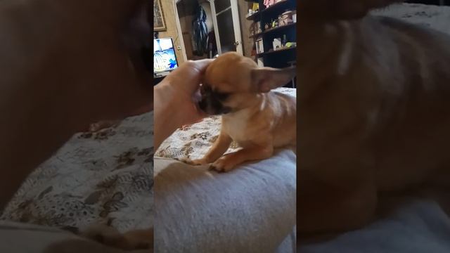 Требовательная чихуахуа смотреть онлайн