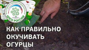 Окучивание растений огурца. Выращивание огурцов в теплице.