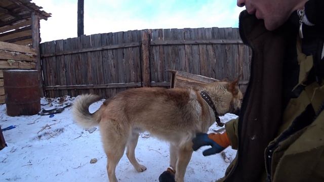 Не много о собаках и обзор моего гусеничного вездехода! смотреть онлайн