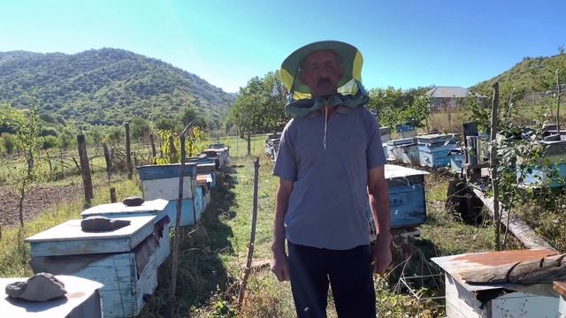 Причины и время заложения маточников