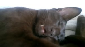 ориентал отвечает