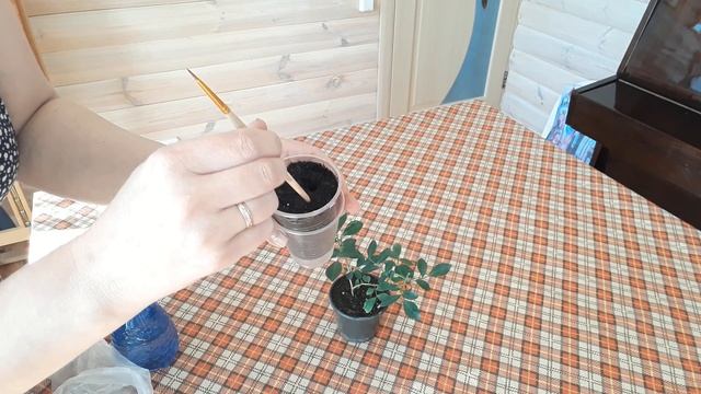 Мурайя метельчатая. Выращивание из семян смотреть онлайн