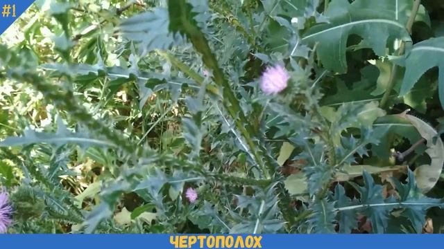 Как выглядит ЧЕРТОПОЛОХ | БОДЯК ПОЛЕВОЙ крупным планом смотреть онлайн