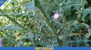 Как выглядит ЧЕРТОПОЛОХ | БОДЯК ПОЛЕВОЙ крупным планом