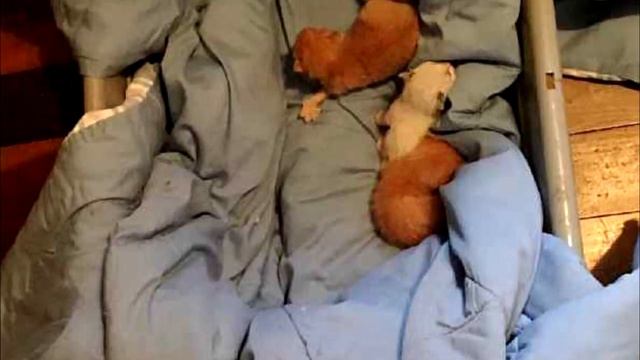 Эта коробка стояла под проливным дождём, когда в неё заглянули, волонтёры ужаснулись смотреть онлайн