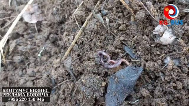 БИОГУМУС! СООЛЖАНДЫ КАНДАЙ КЫККА САЛУУ КЕРЕК // ИДЕАЛДУУ КЫК КАНДАЙ БОЛОТ. смотреть онлайн