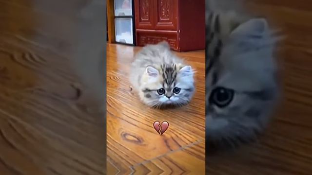 мем с котом смотреть онлайн