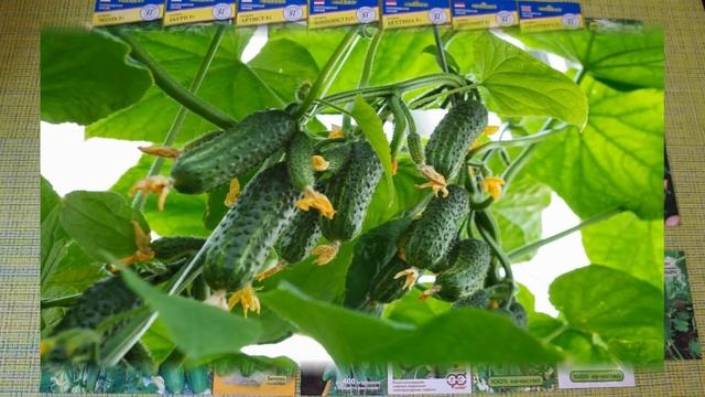 Самые лучшие сорта огурцов смотреть онлайн