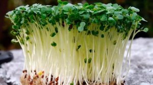 КАК ВЫРАСТИТЬ КРЕСС САЛАТ ДОМА