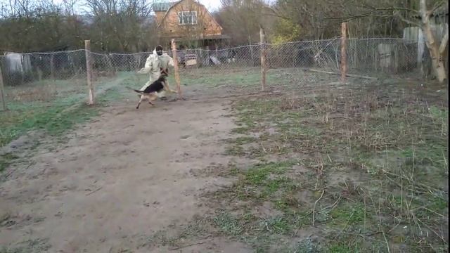 Охрана двора 2 / Немецкая овчарка 1.3г. Джигит смотреть онлайн
