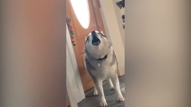 Подборка видео приколов выпуск 7.ХАСКИ ОРУТ. Compilation HUSKIES Yelling.№7