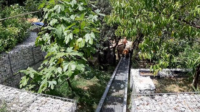 Подъём брёвен лебёдкой по рельсам в гору -2 смотреть онлайн