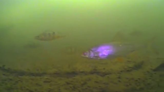 Зимняя рыбалка - поклевка | Подводная видео съемка камерой Fish Finder Camera 350 DVR (FDV-031) смотреть онлайн
