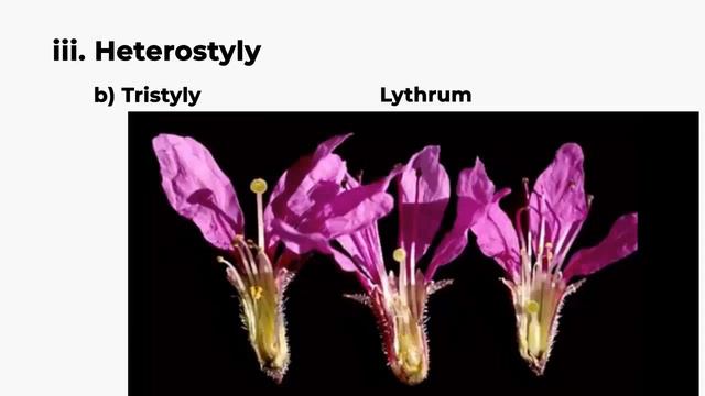 Pollination-Part-I Dr S Kala Dept. of Botany смотреть онлайн