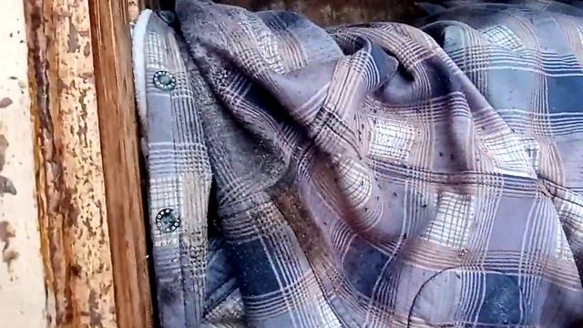 как избавиться от муравьёв в улье ?? смотреть онлайн