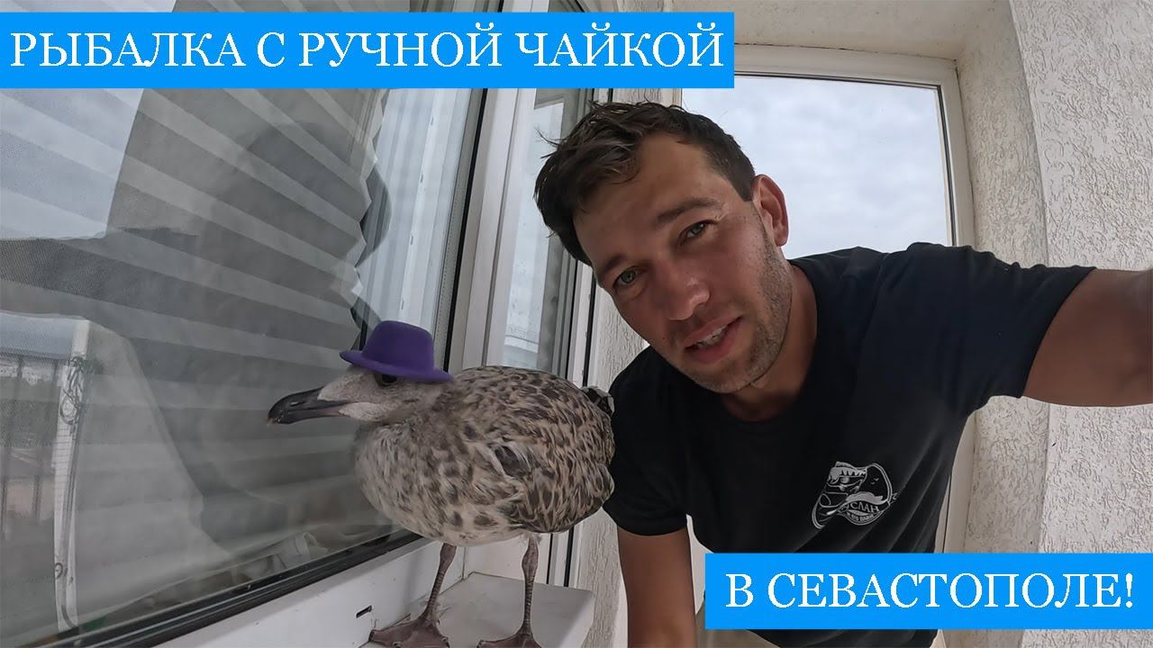 Крымская РЫБАЛКА с ручной ЧАЙКОЙ!! - Котловая ставрида на пилькера и купание в открытом море! смотреть онлайн
