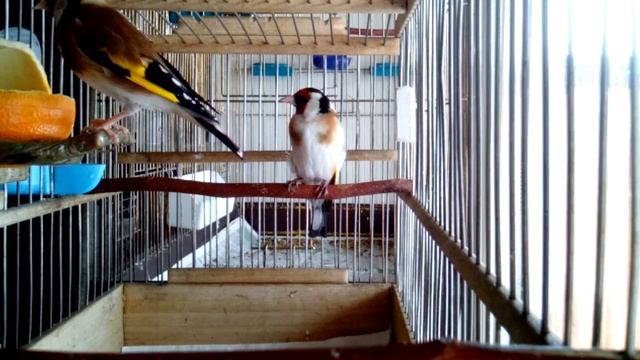 Майор Маер Майер Сибирский щегол Stieglitz Goldfinch Major Cardellino Goldfinch