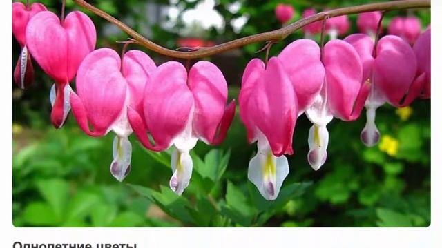 Лучшие цветы, которые растут сами смотреть онлайн