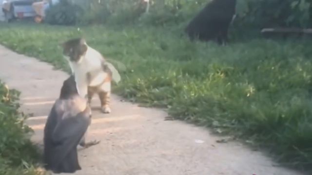 ВОРОНА ПОЙМАЛА КОШКУ! КОШКИ И СОБАКИ ПРОТИВ ВОРОН смотреть онлайн
