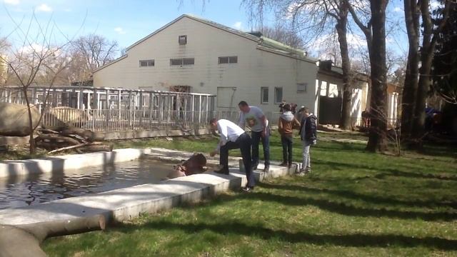Кличко покормил бегемота в Киевском зоопарке смотреть онлайн