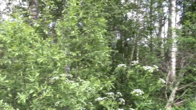 Святые родники Валдая. Часть 5. Легенды медвежьего края. смотреть онлайн