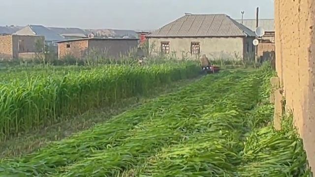 матабулок чигори дарав смотреть онлайн