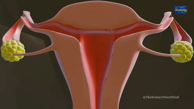 Female Reproductive System | मादा प्रजनन प्रणाली | प्रजनन तंत्र | 3D Animation ??? смотреть онлайн
