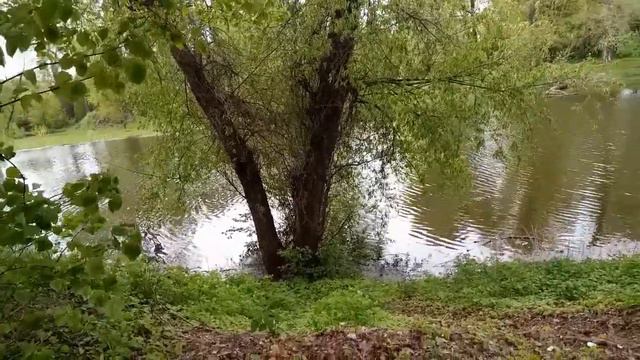 4 мая. Цветущий Чернигов. Сакура, тюльпаны. Лягушки под Красным мостом. смотреть онлайн