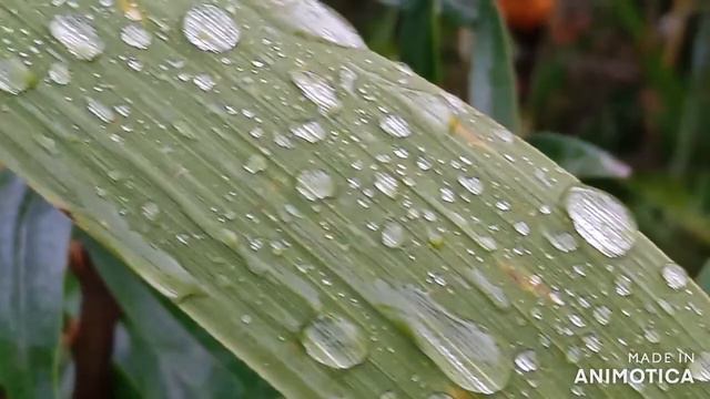 Рассвет на рыбалке или рыбалка на утренней зорьке. смотреть онлайн