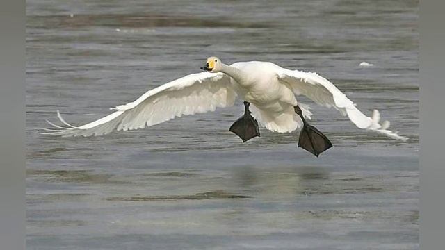 Самых высоко летающих птиц смотреть онлайн