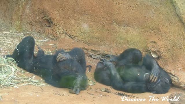 HONOLULU ZOO - MONKEYS - OAHU - HAWAII смотреть онлайн