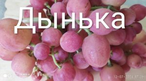 Виноград дынька на 12 июля 2024 г.