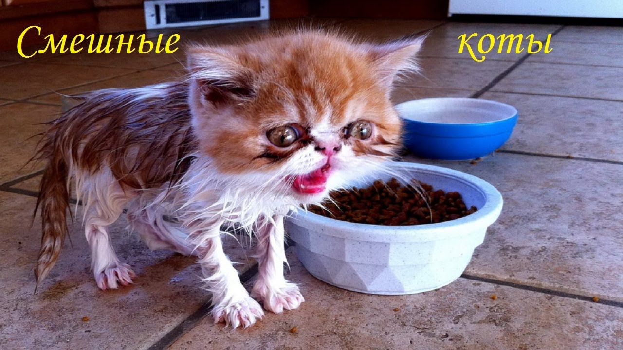 ? КОШКИ 2021 СМЕШНЫЕ КОТЫ И КОШКИ ? ПРИКОЛЫ С КОТАМИ И КОШКАМИ ?Funny Cats 2021?