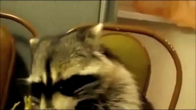 СМЕШНЫЕ ЕНОТЫ!!!!! смотреть онлайн