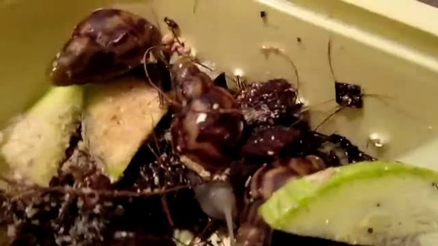 Новые улитки ура! Ахатина ретикулята. смотреть онлайн