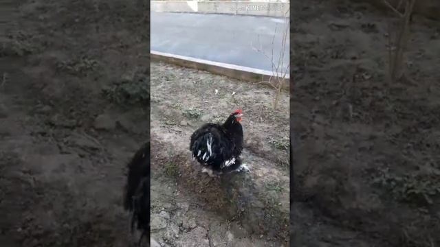 Домашние красивые ПТИЦЫ.breeds of chickens смотреть онлайн