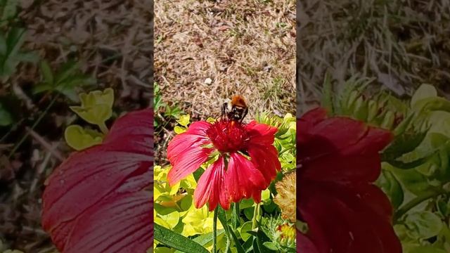 Hummel Fotovideo