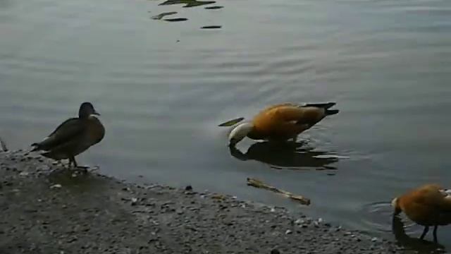 Утки огари смотреть онлайн