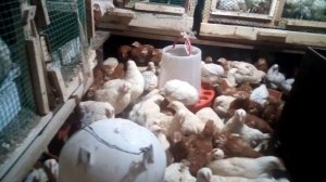 Куры несушки 3 месяца чем кормлю ///