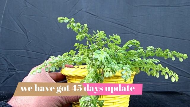 Soleirolia soleirolii /Baby Tear Care and Propagation with 45 days Update смотреть онлайн