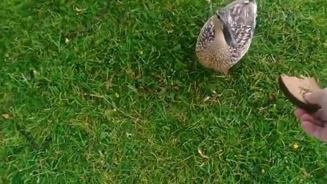 Водопады в Кулдиге, Моё катание на Колесе, наглые голуби, утки в Вентспилсе, Гулуби на Руке Джамили смотреть онлайн