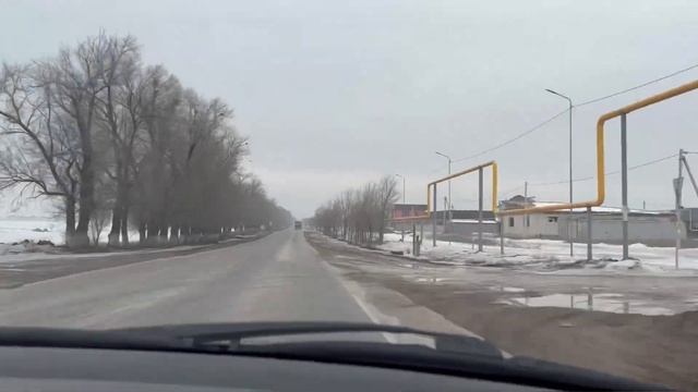 Алоказия Макрориза смотреть онлайн