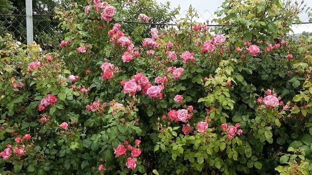 Инес Састр - плетистая роза . Питомник роз Полины Козловой rozarium.biz смотреть онлайн