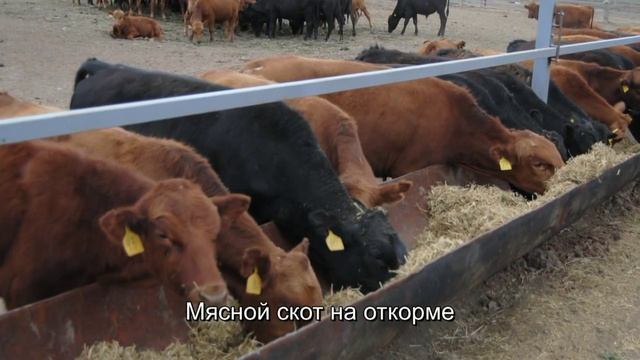 Инновационные технологии в мясном скотоводстве, на базе ООО 